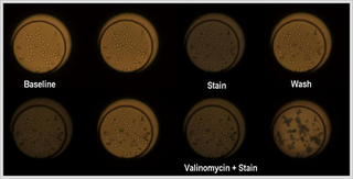 Illustration for article titled Nanopoint's Celltray Still Shaking Up Live Cell Imaging